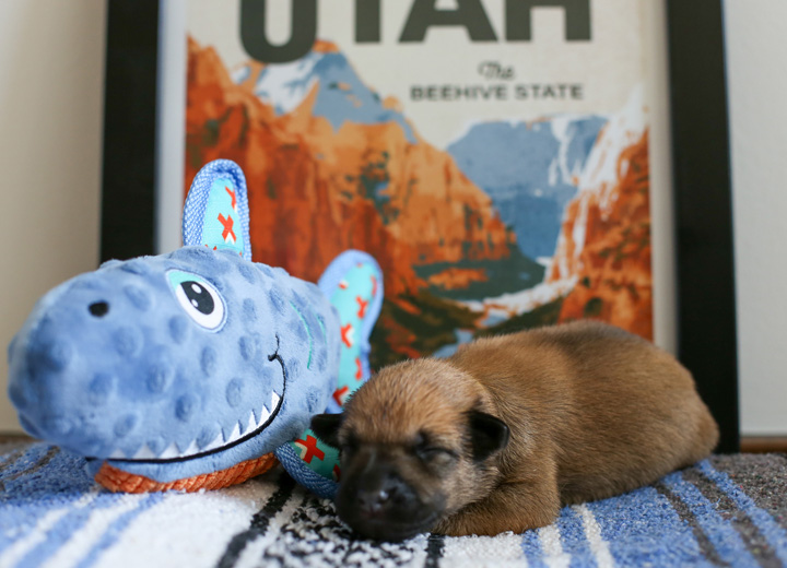 chinook puppy
